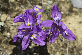 Hochgebirgs-Blumen, Iris (C) Anton Eder