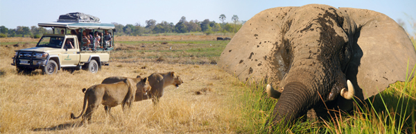 Wildbeobachtung im Moremi Reservat © Archiv | Elefant im Okavango-Delta © Mag. Peter Brugger