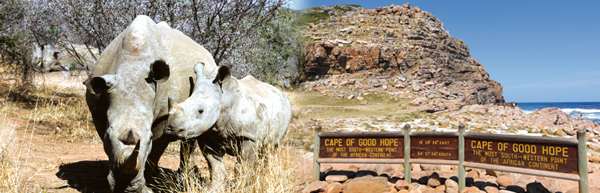 Breitmaulnashörner im Mkhaya Big Game Reserve © Christian Kneissl | Kap der Guten Hoffnung © Christian Kneissl