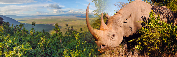 Ngorongoro © vadim_petrakov/Fotolia.com | Spitzmaulnashorn © Christian Kneissl