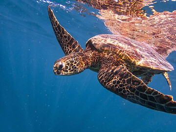 COOK ISLANDS | SA, 08.11.2025